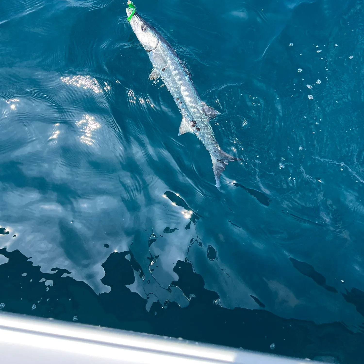 Great barracuda caught on Fishbrain