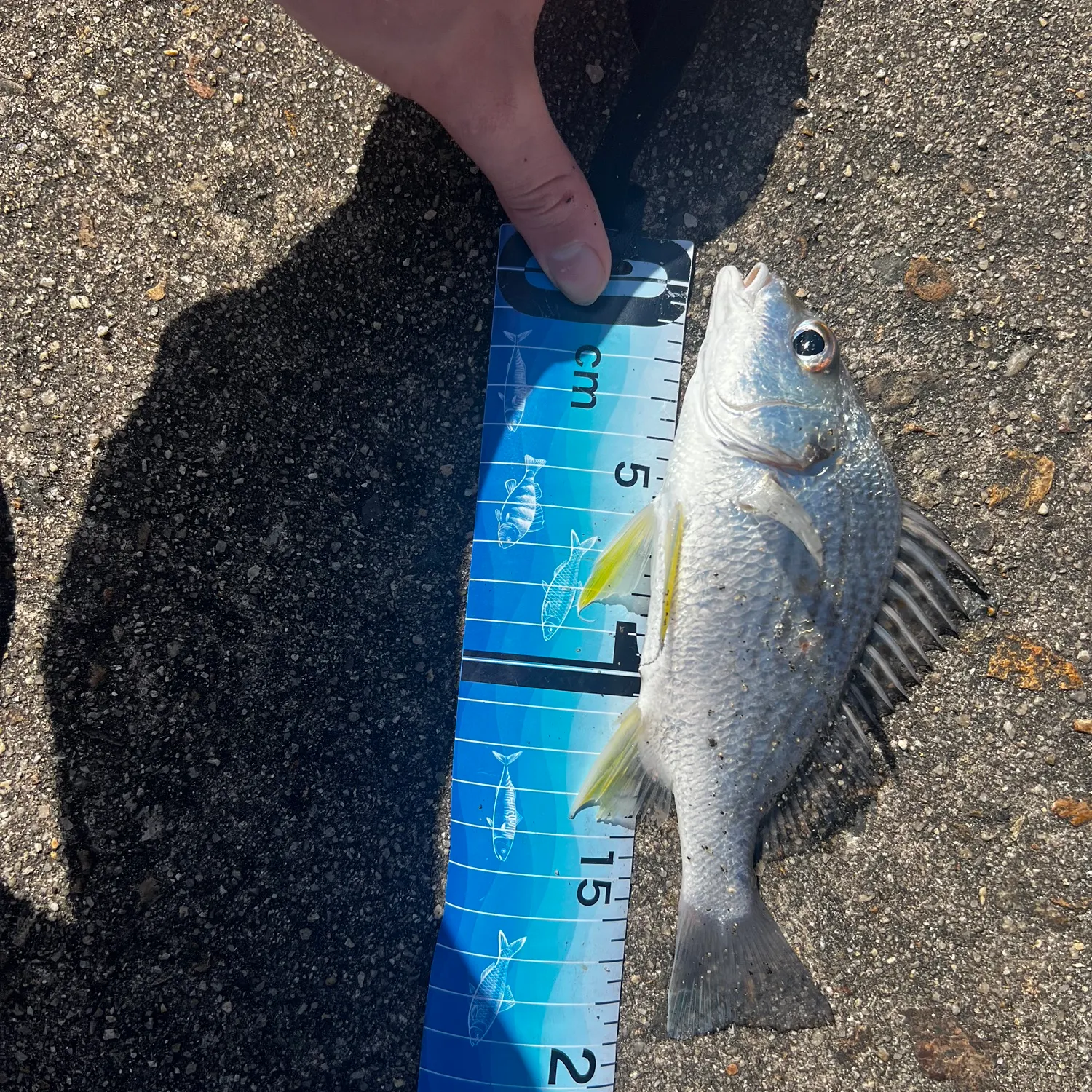 Javelin grunter caught on Fishbrain