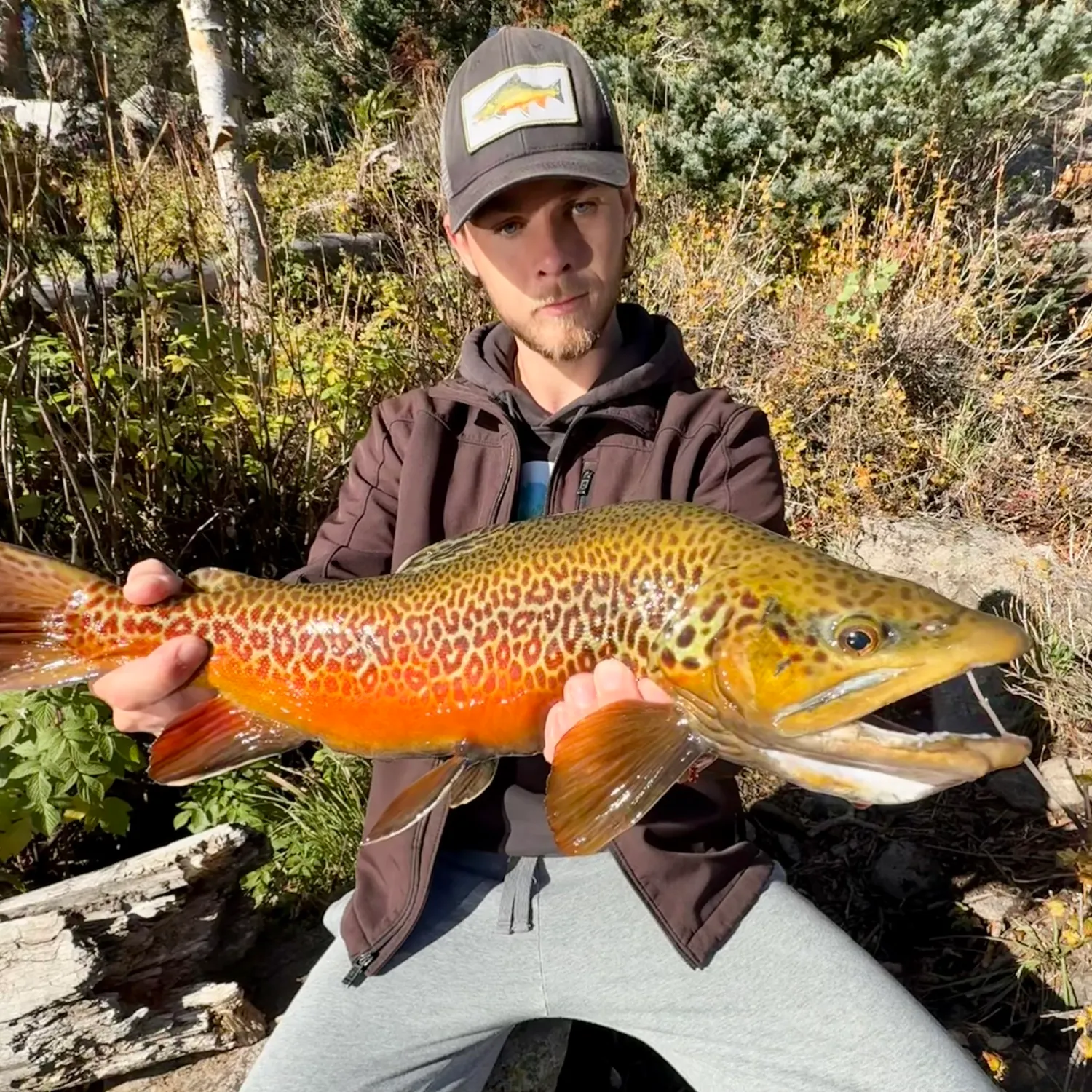 Tiger trout caught on Fishbrain
