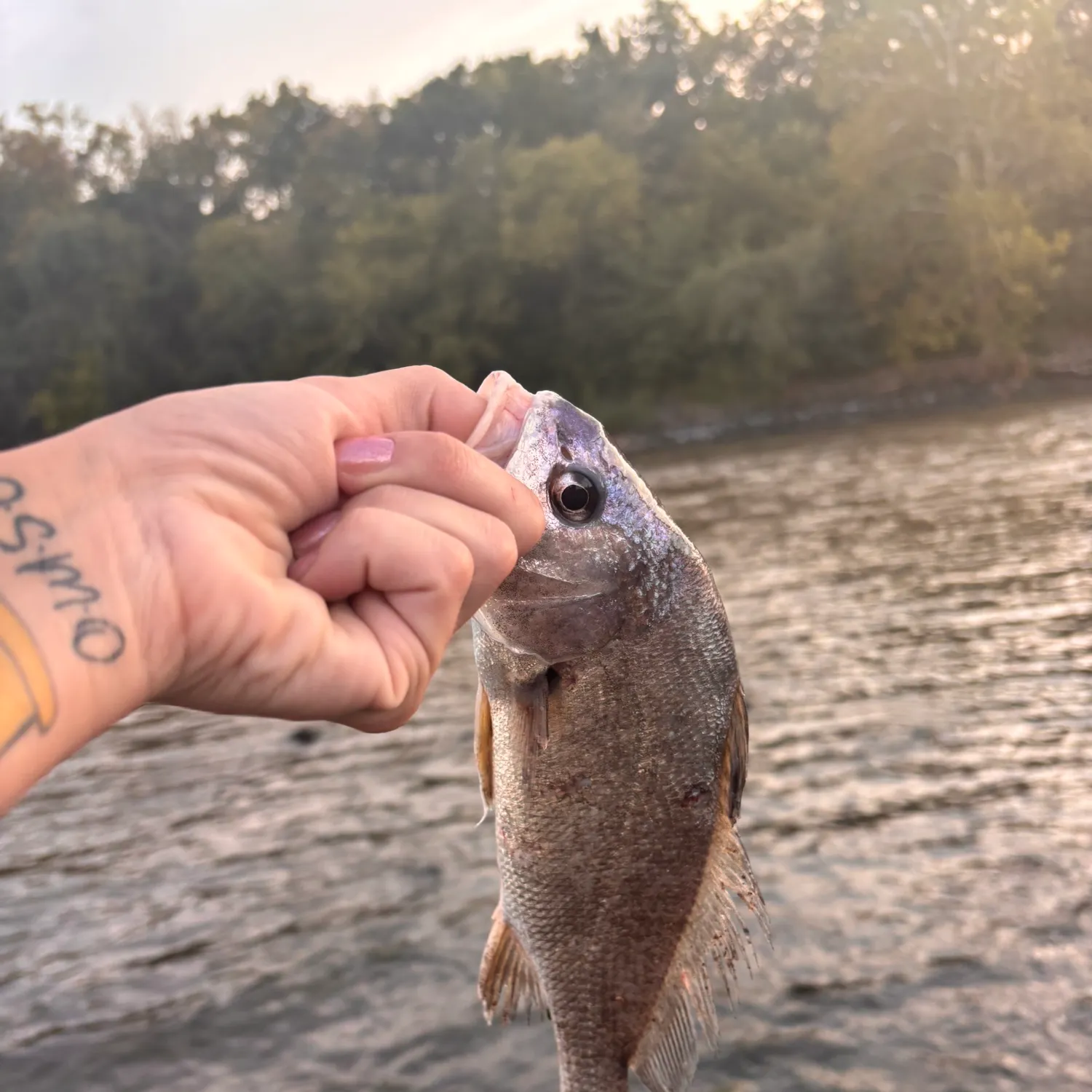 Freshwater drum caught on Fishbrain