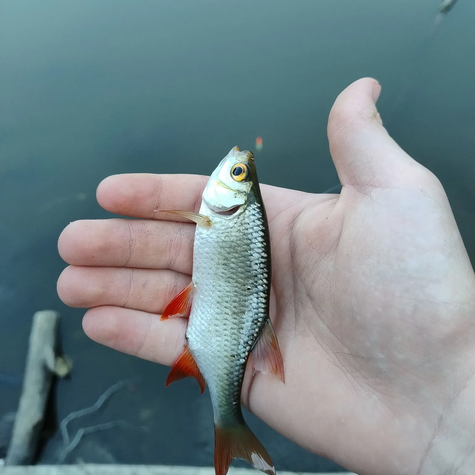 Common roach caught on Fishbrain