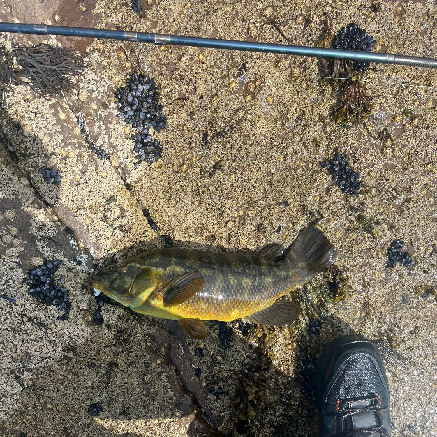 Ballan wrasse caught on Fishbrain