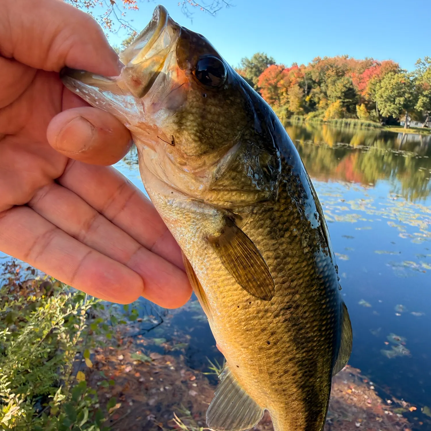 Largemouth bass caught on Fishbrain