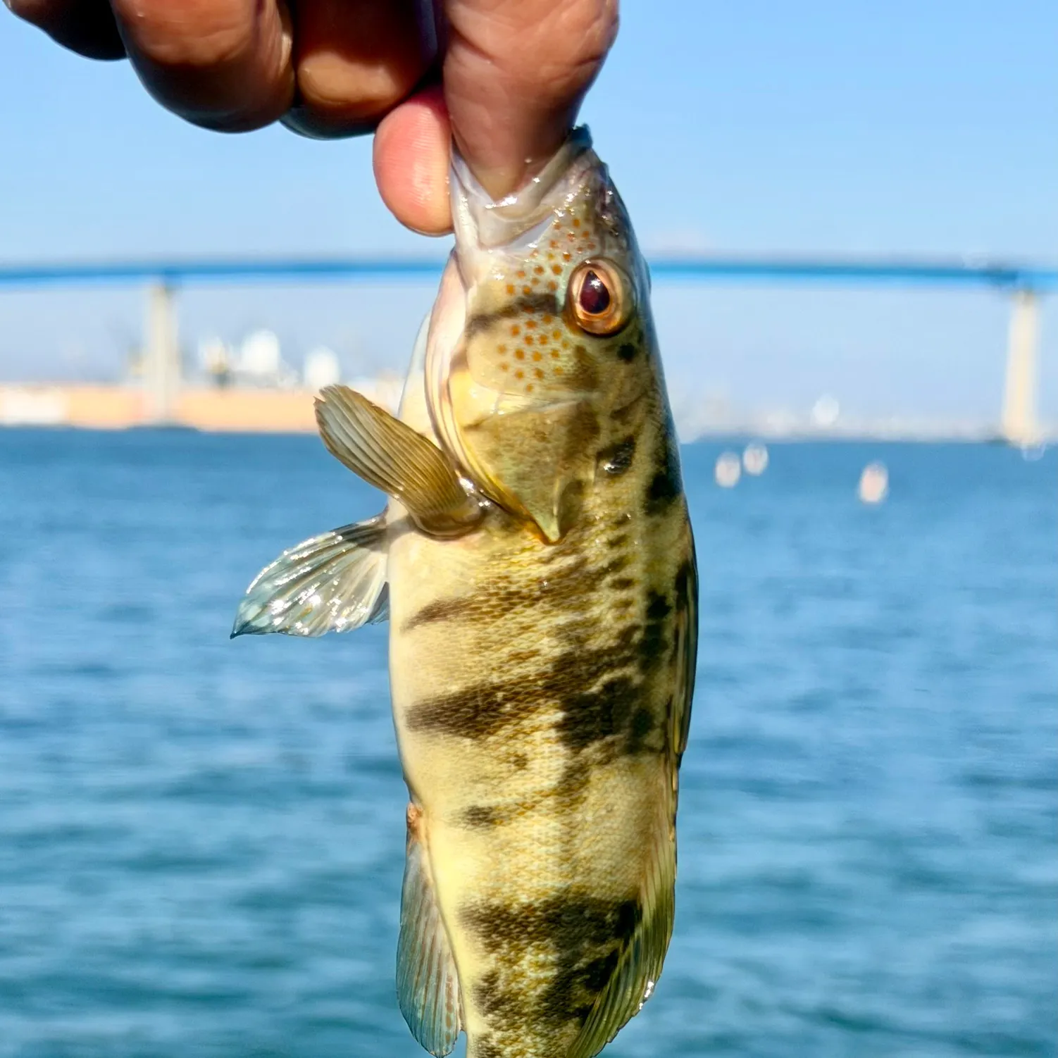 The most recent Barred sand bass catches on Fishbrain
