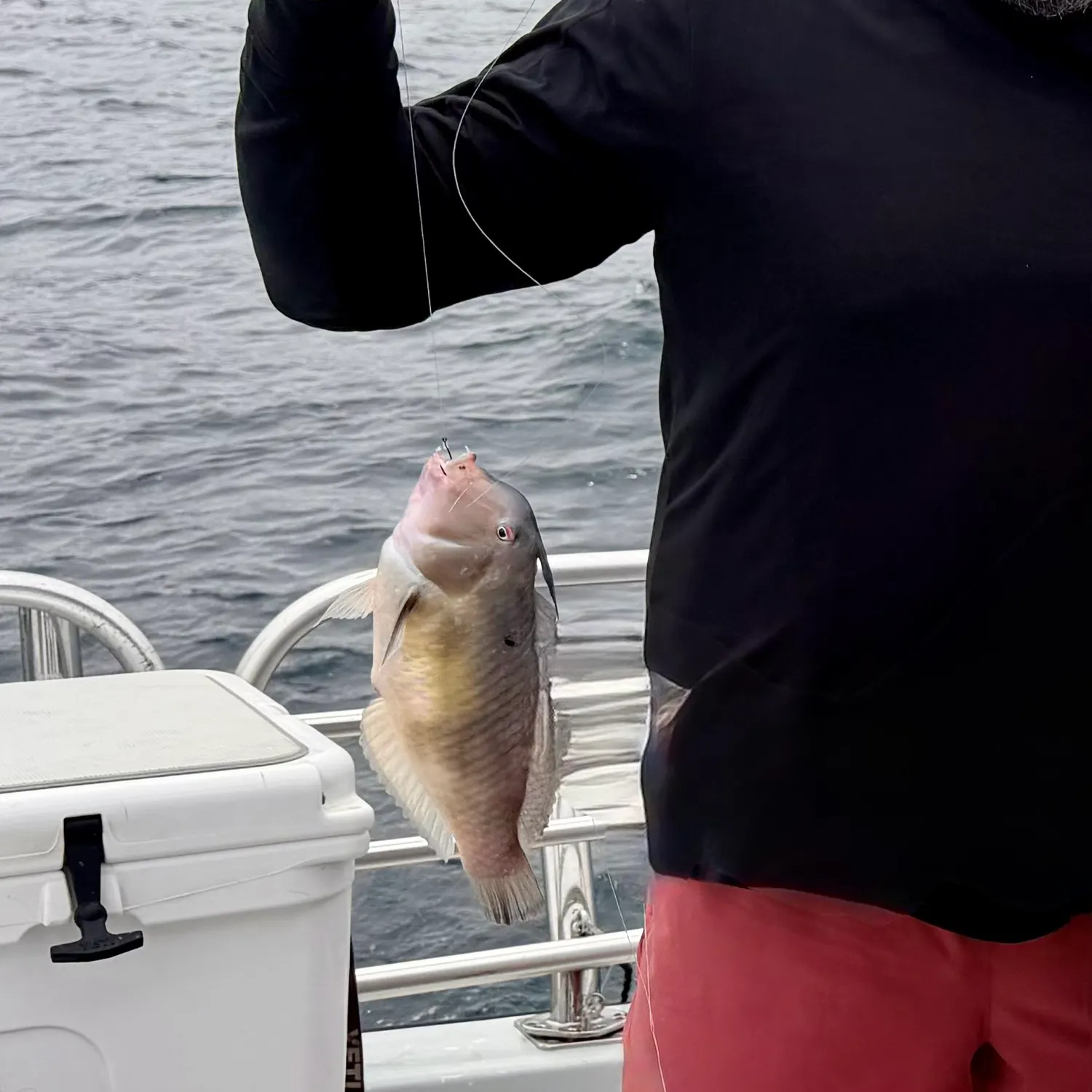 The most recent Peacock wrasse catches on Fishbrain