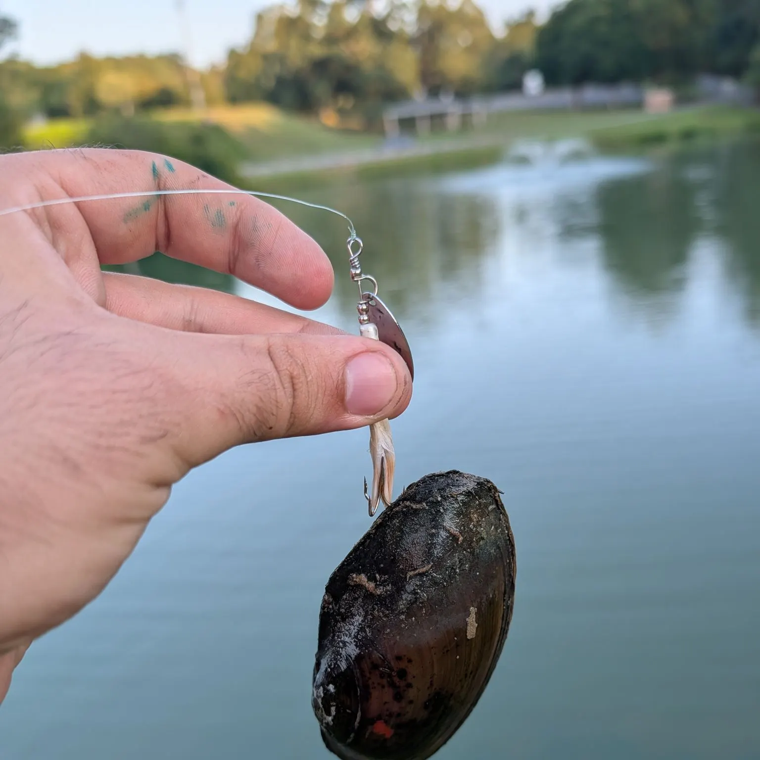 Yellow sandshell mussel caught on Fishbrain
