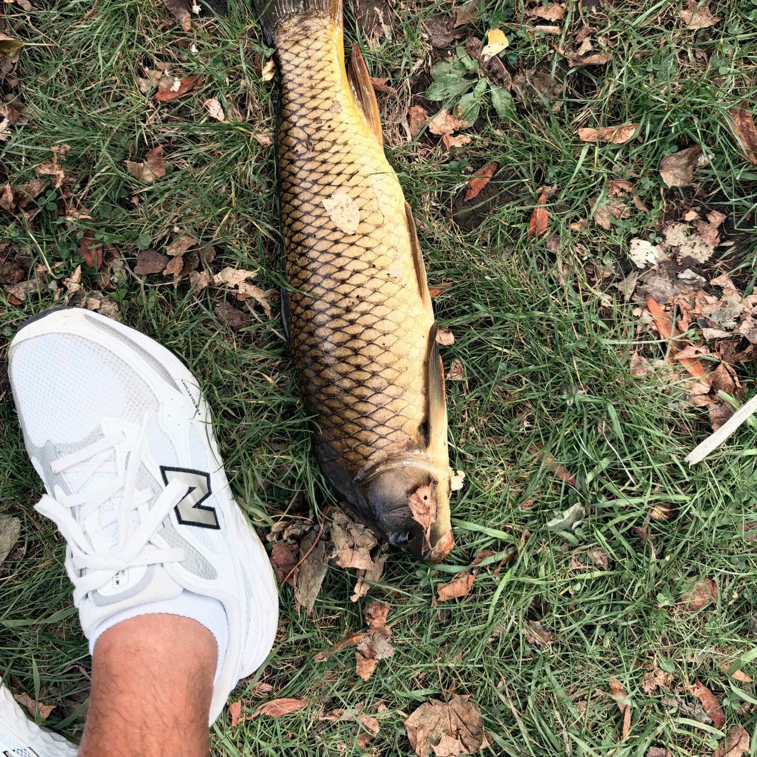 Common carp caught on Fishbrain