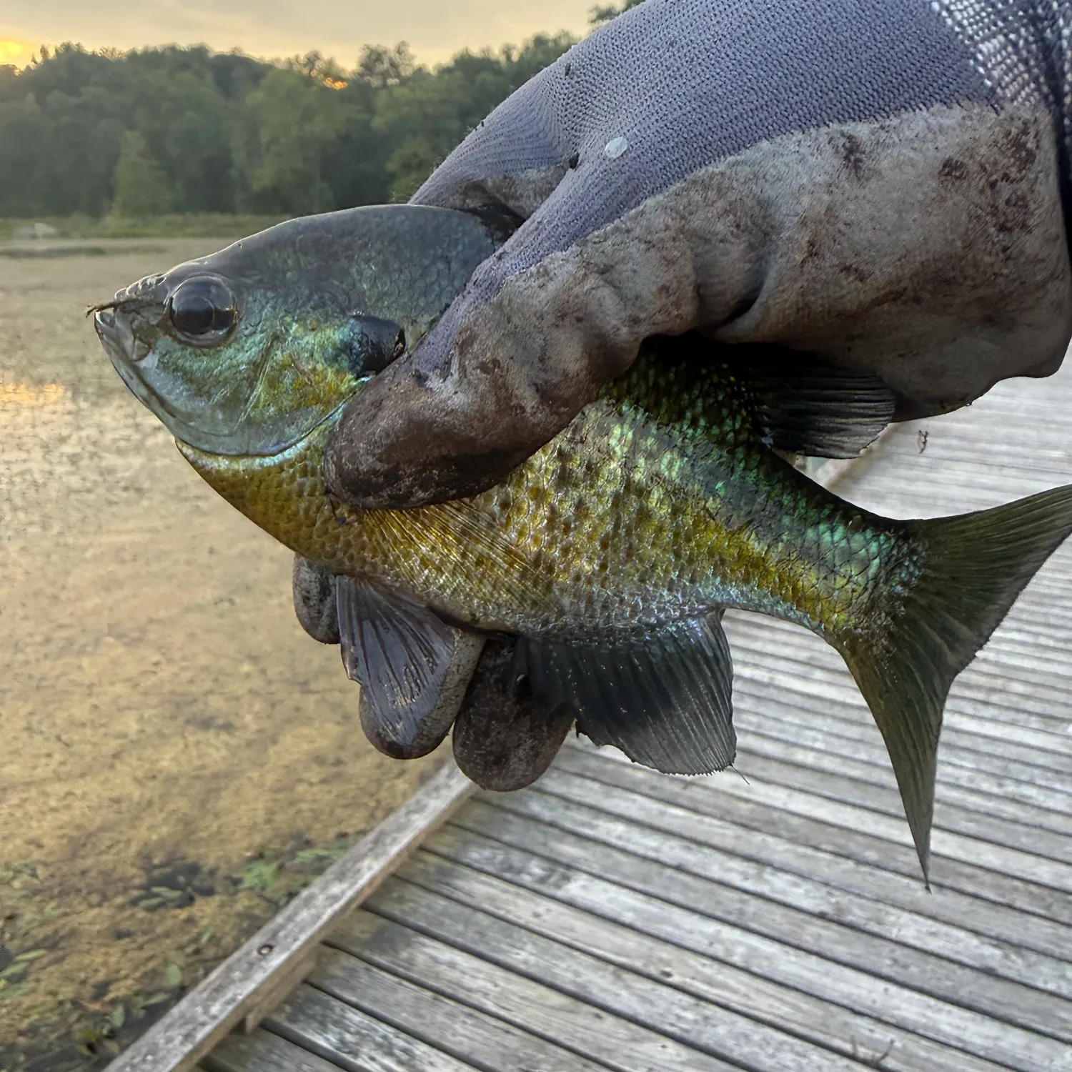 Bluegill caught on Fishbrain