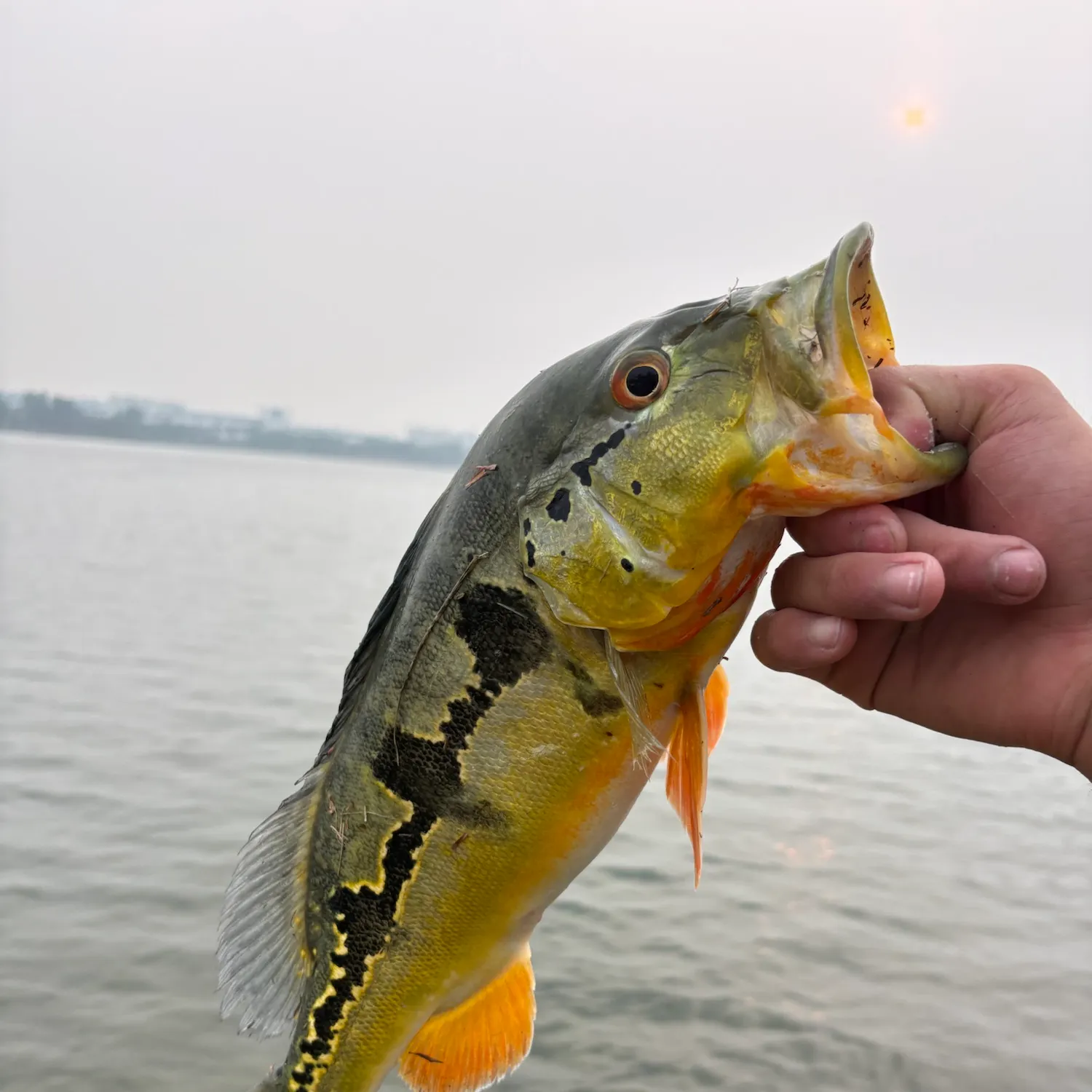 Butterfly peacock bass caught on Fishbrain