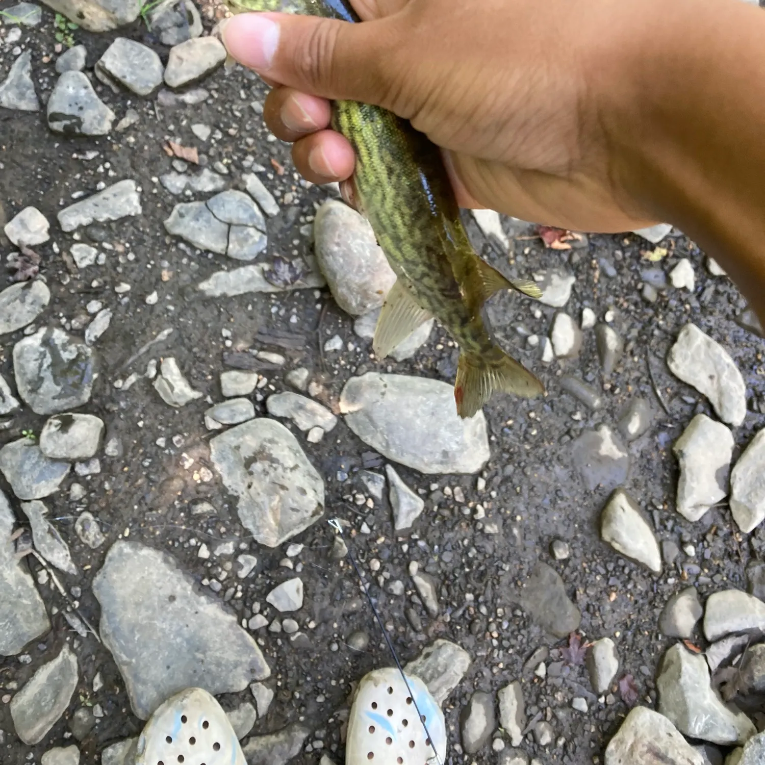 The most recent Grass pickerel catches on Fishbrain