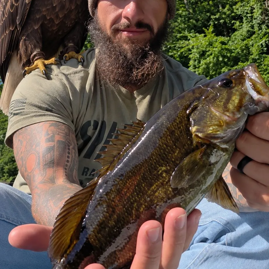 Smallmouth bass caught on Fishbrain