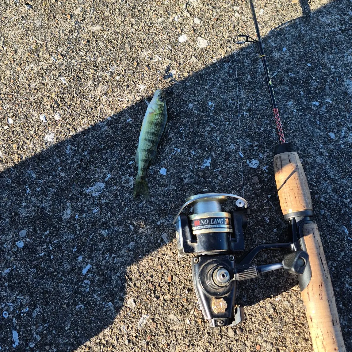 Yellow perch caught on Fishbrain