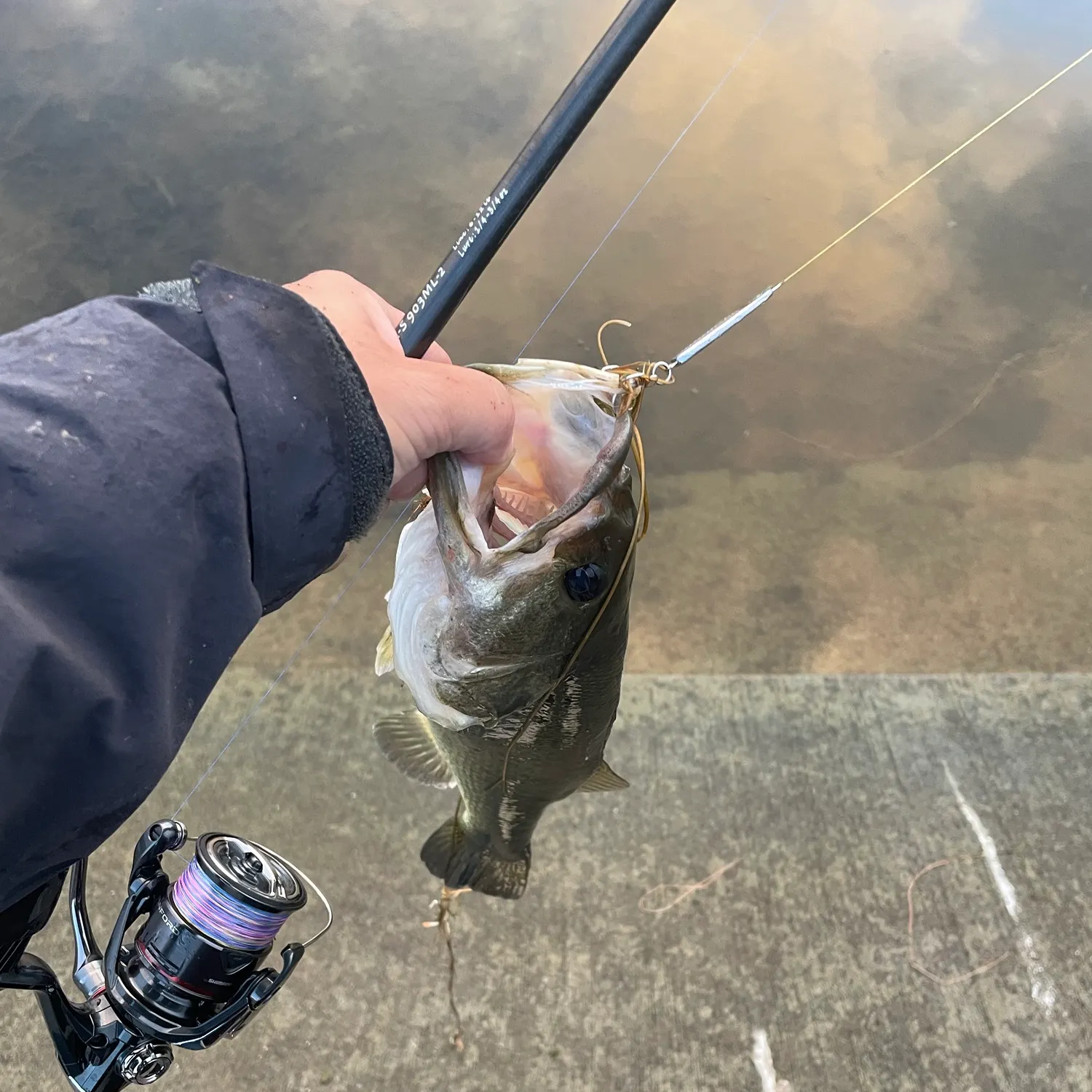 Largemouth bass caught on Fishbrain