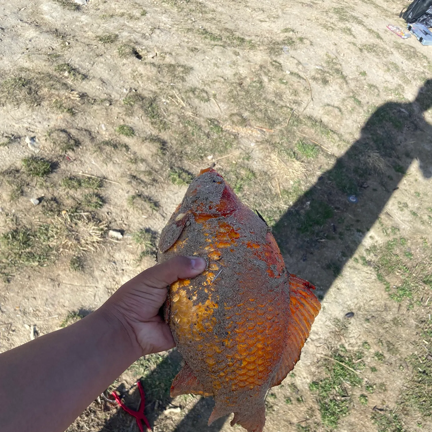 The most recent Goldfish catches on Fishbrain