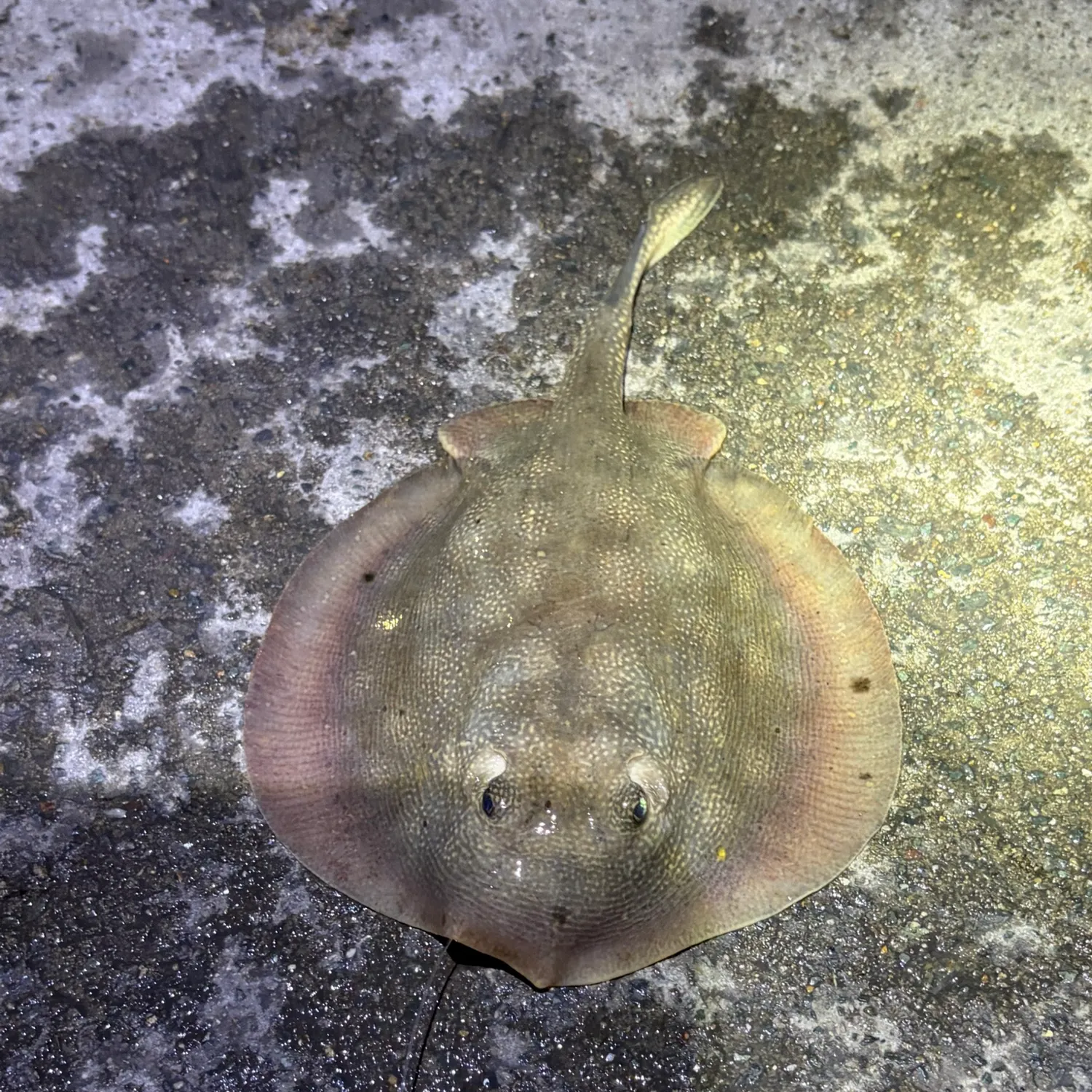Haller's round ray caught on Fishbrain