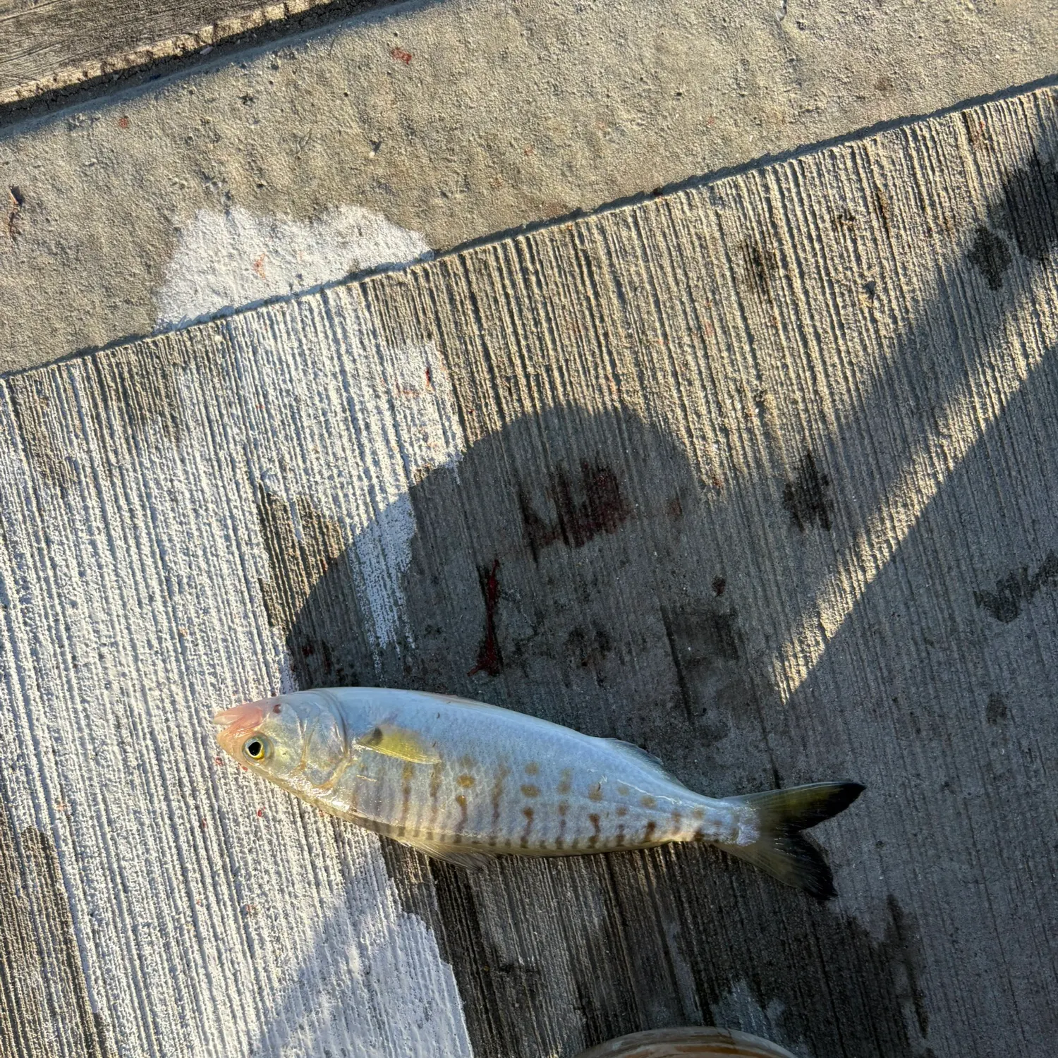 The most recent Australian ruff catches on Fishbrain