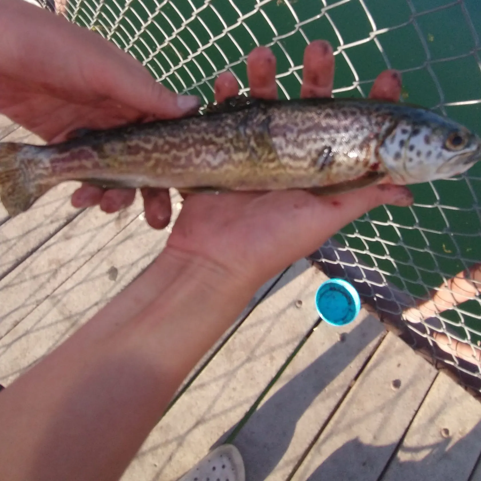 The most recent Tiger trout catches on Fishbrain