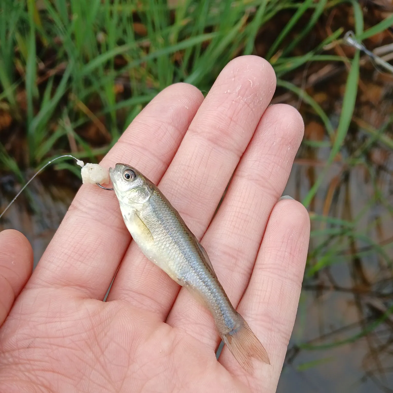 The most recent Fathead minnow catches on Fishbrain