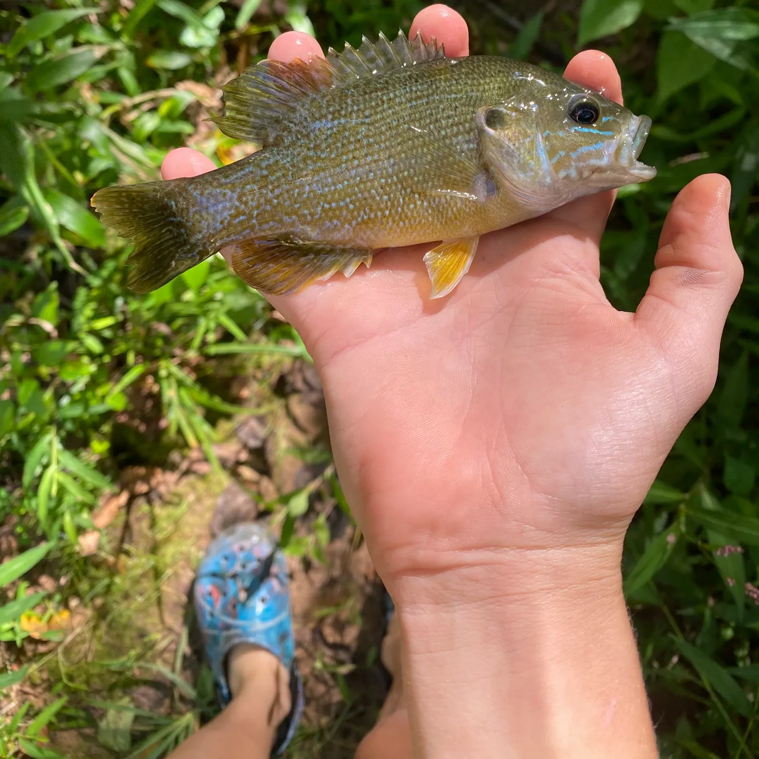 Green sunfish caught on Fishbrain