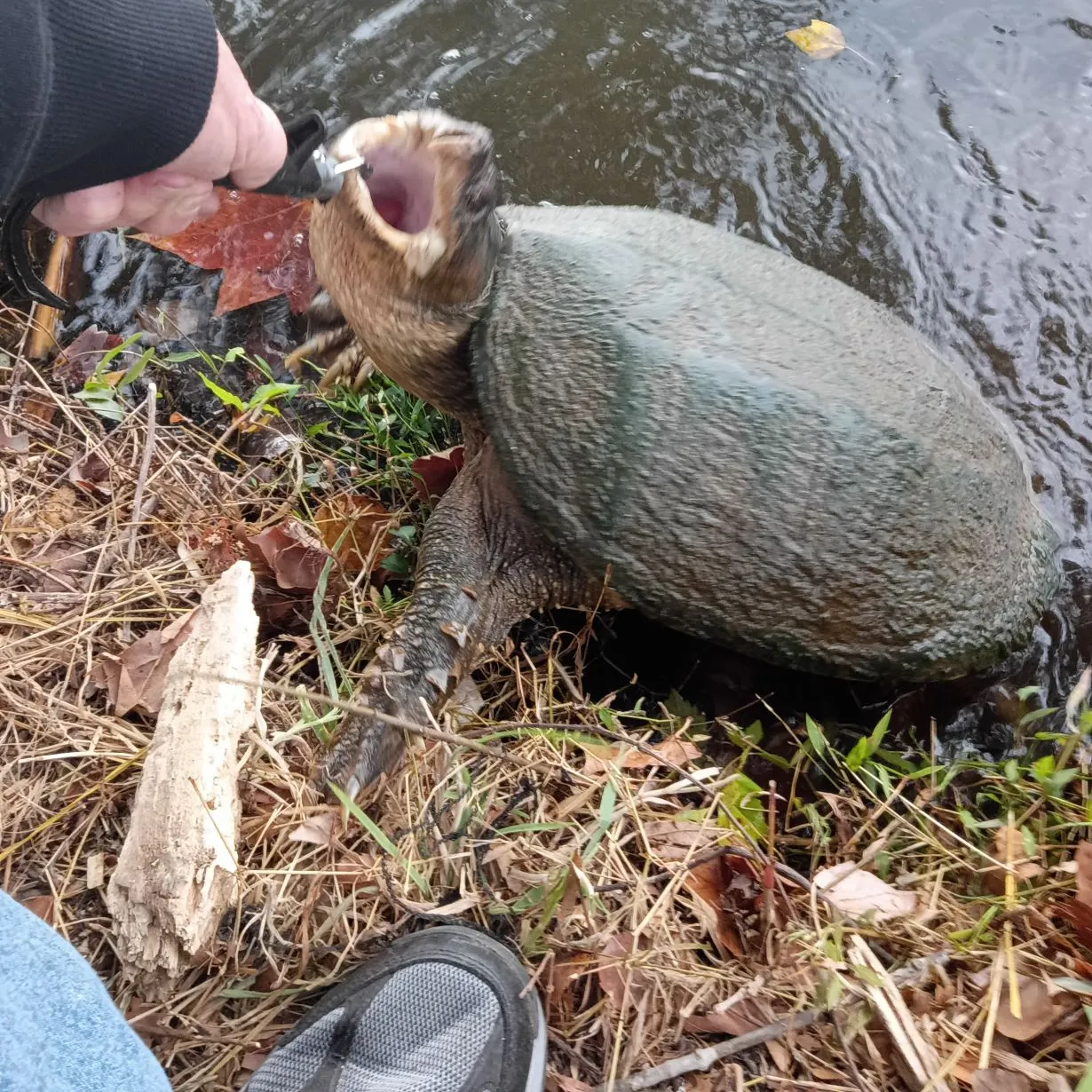 Common snapping turtle caught on Fishbrain
