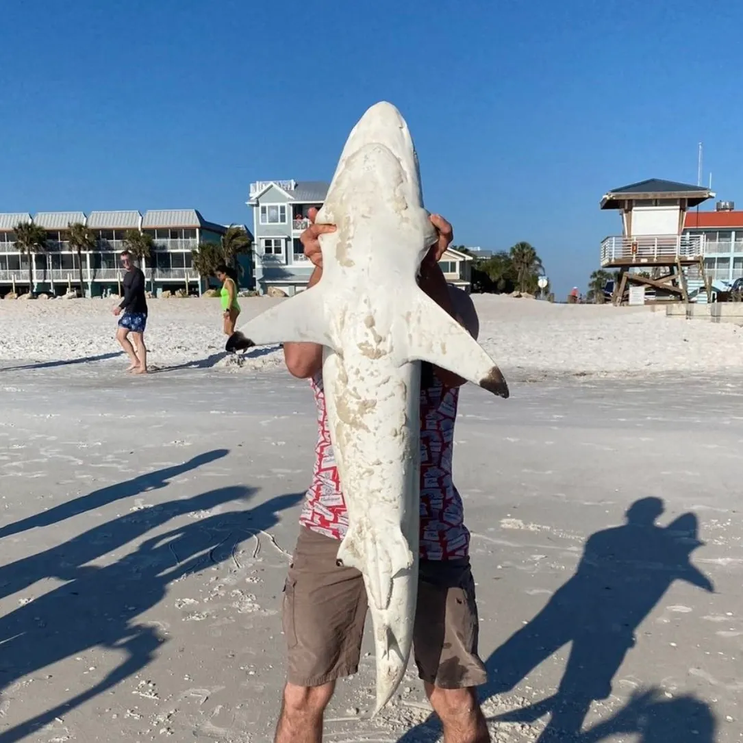 The most recent Blacktip shark catches on Fishbrain