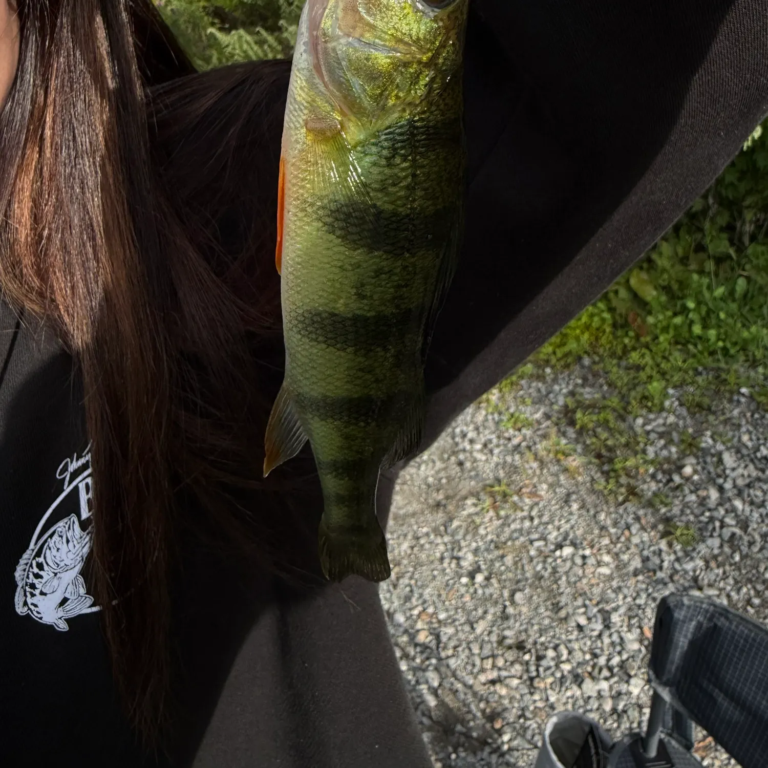 Yellow perch caught on Fishbrain