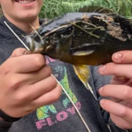 Green sunfish caught on Fishbrain