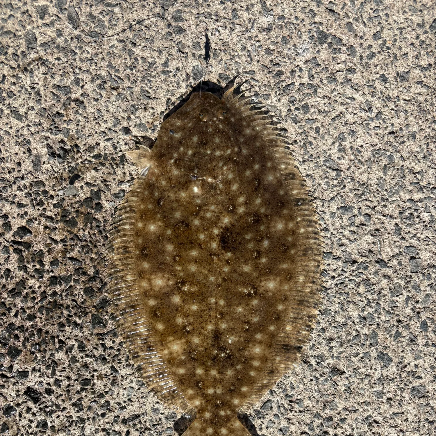 The most recent Yellowbelly flounder catches on Fishbrain