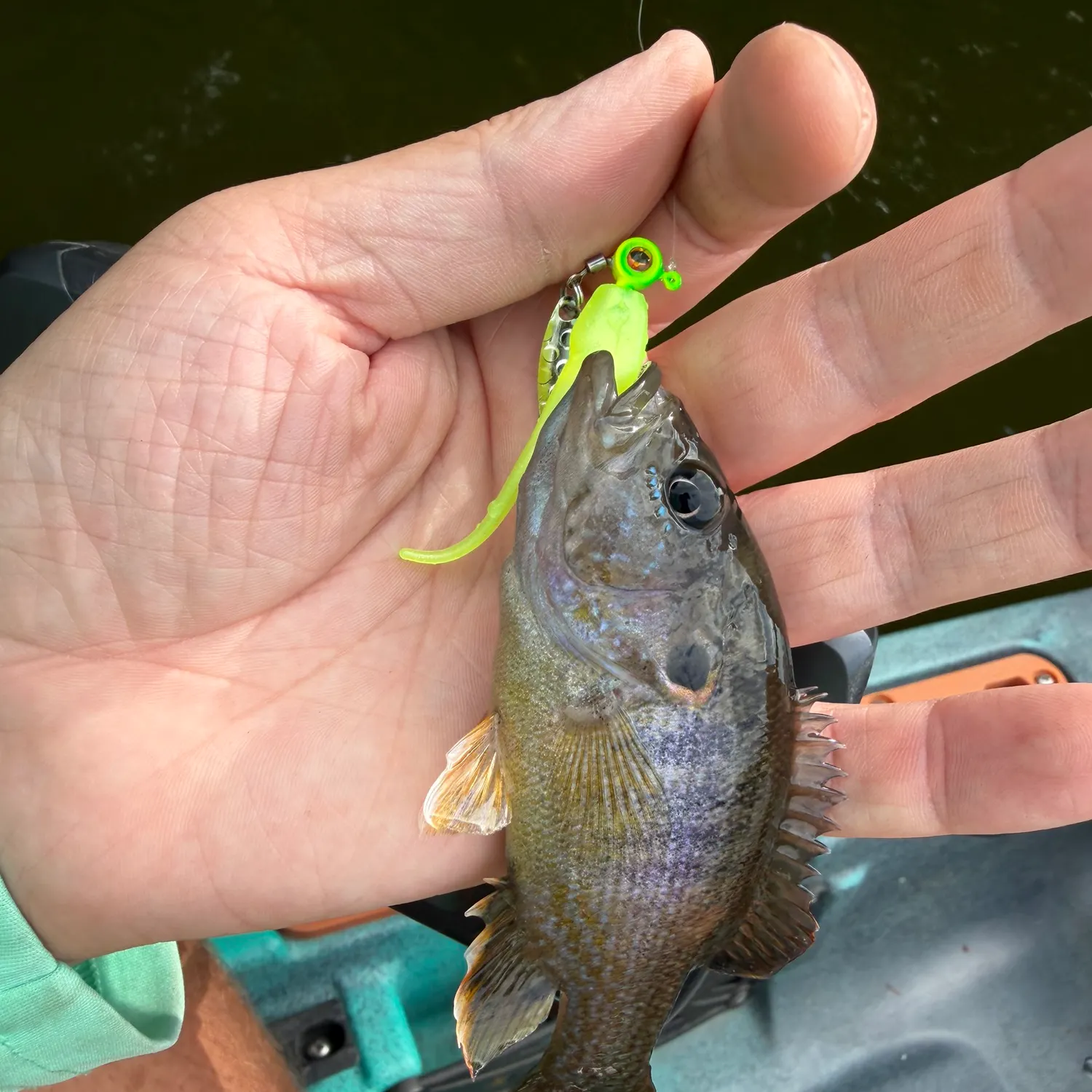 Green sunfish caught on Fishbrain