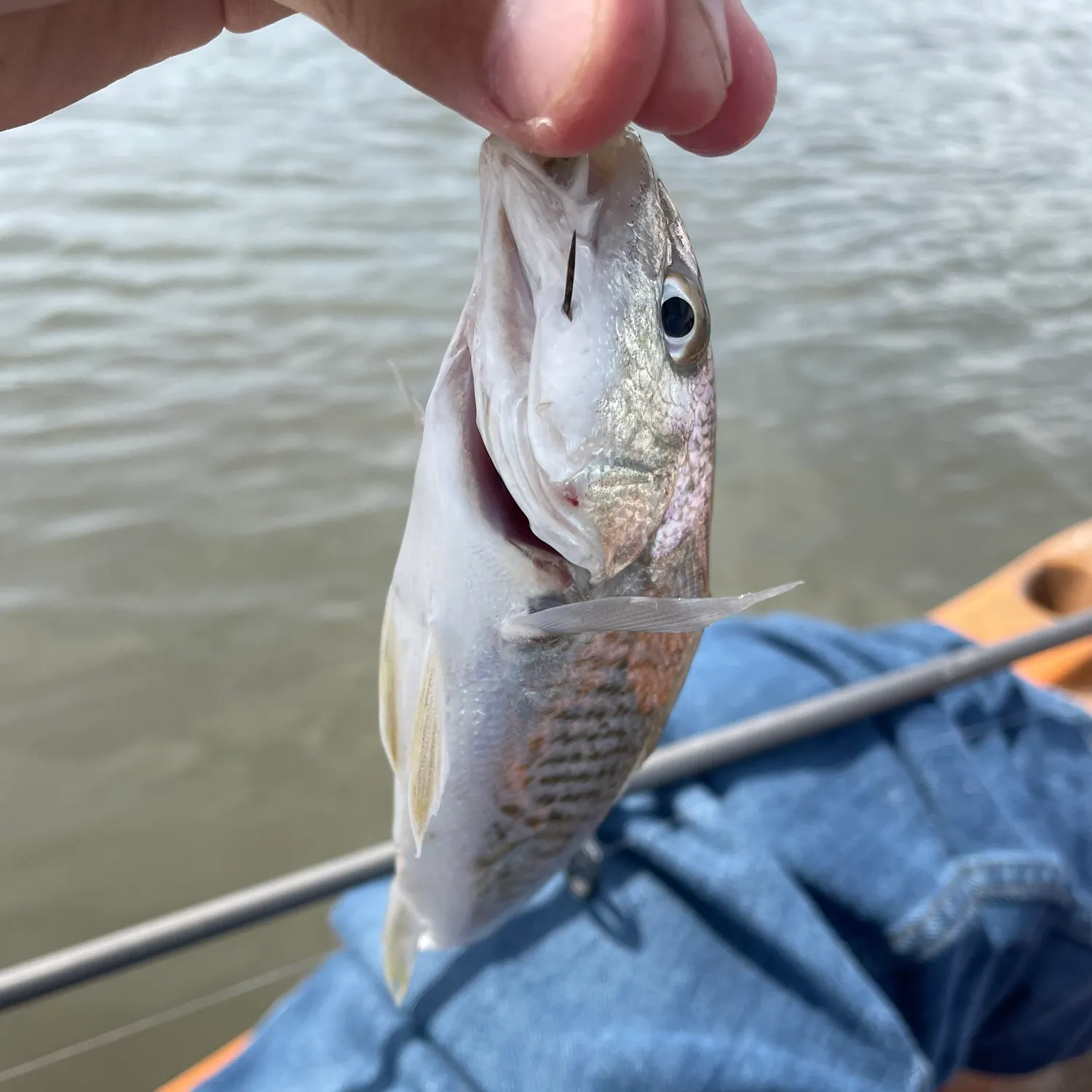 The most recent Atlantic croaker catches on Fishbrain