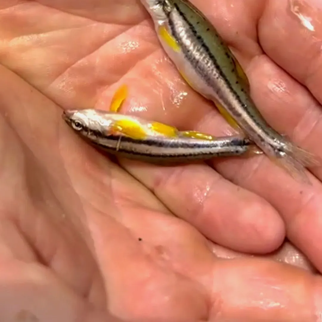 The most recent Southern redbelly dace catches on Fishbrain