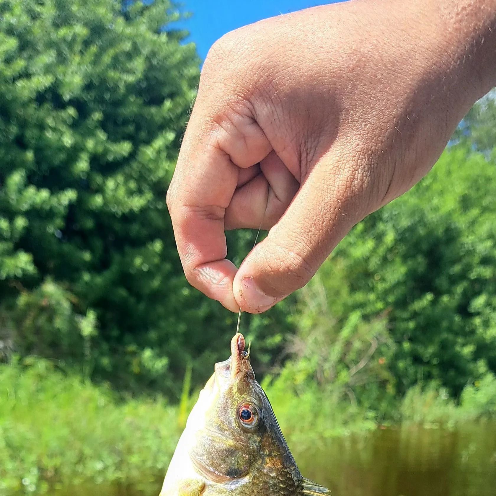 Nile tilapia caught on Fishbrain