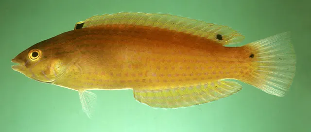 Rainbow slender wrasse