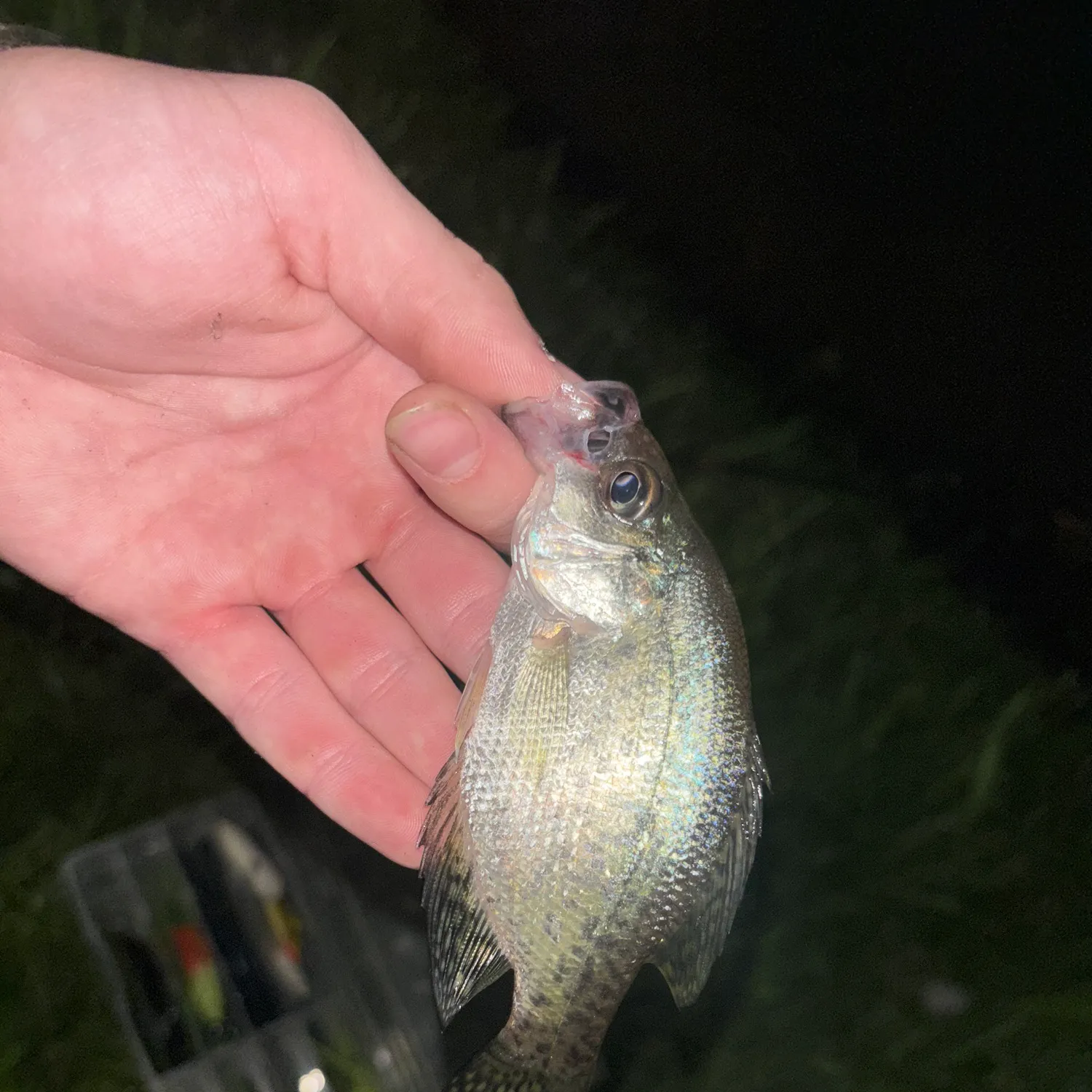 White crappie caught on Fishbrain