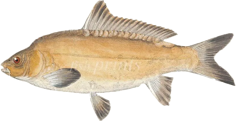 Leather carp