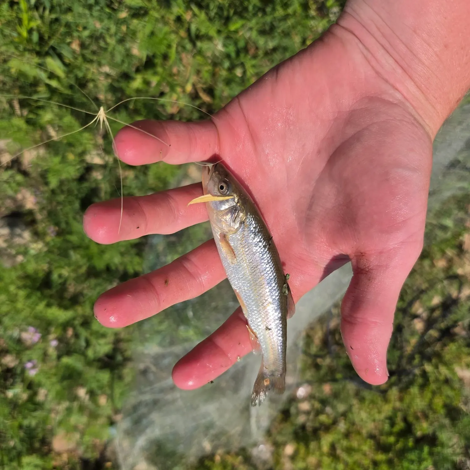 Creek chub caught on Fishbrain