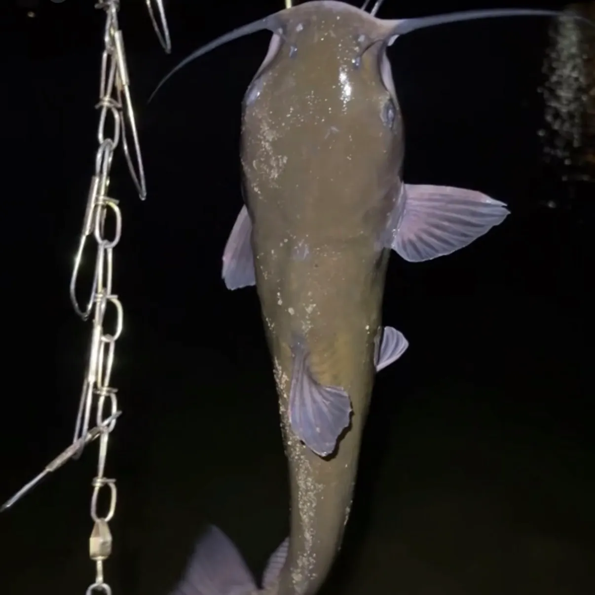 Channel catfish caught on Fishbrain