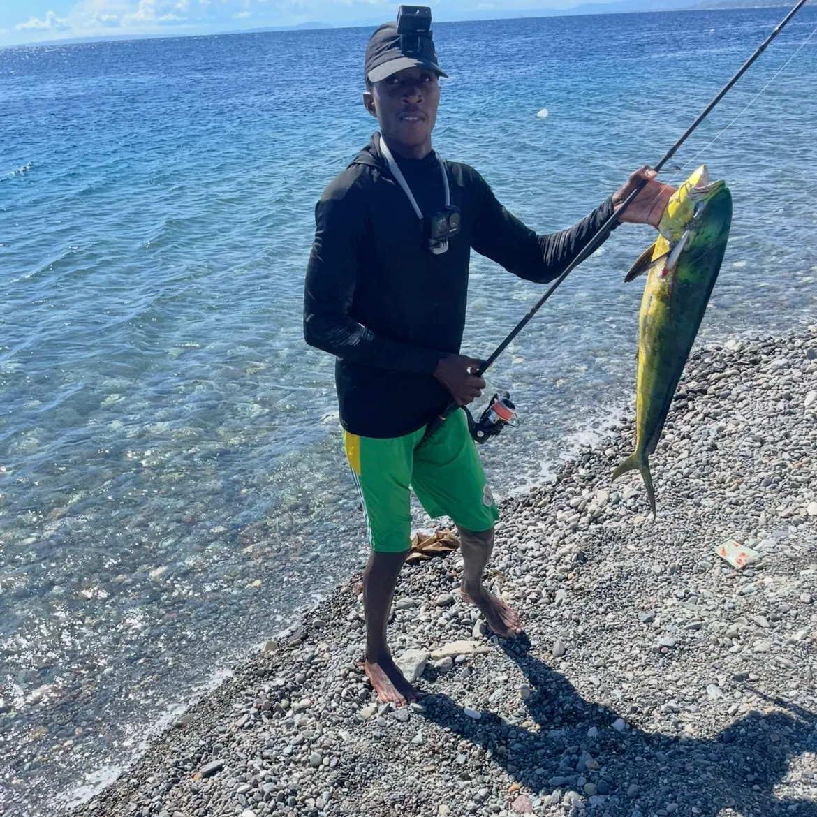 The most recent Common dolphinfish catches on Fishbrain