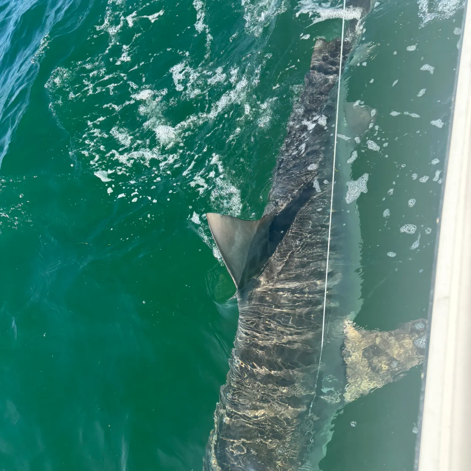 The most recent Tiger shark catches on Fishbrain