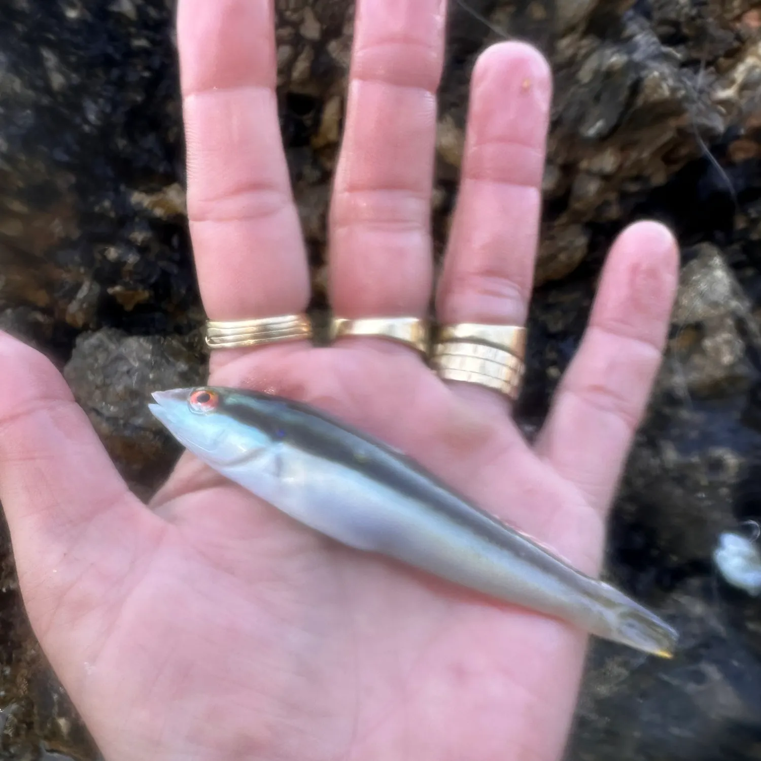 The most recent Clown wrasse catches on Fishbrain