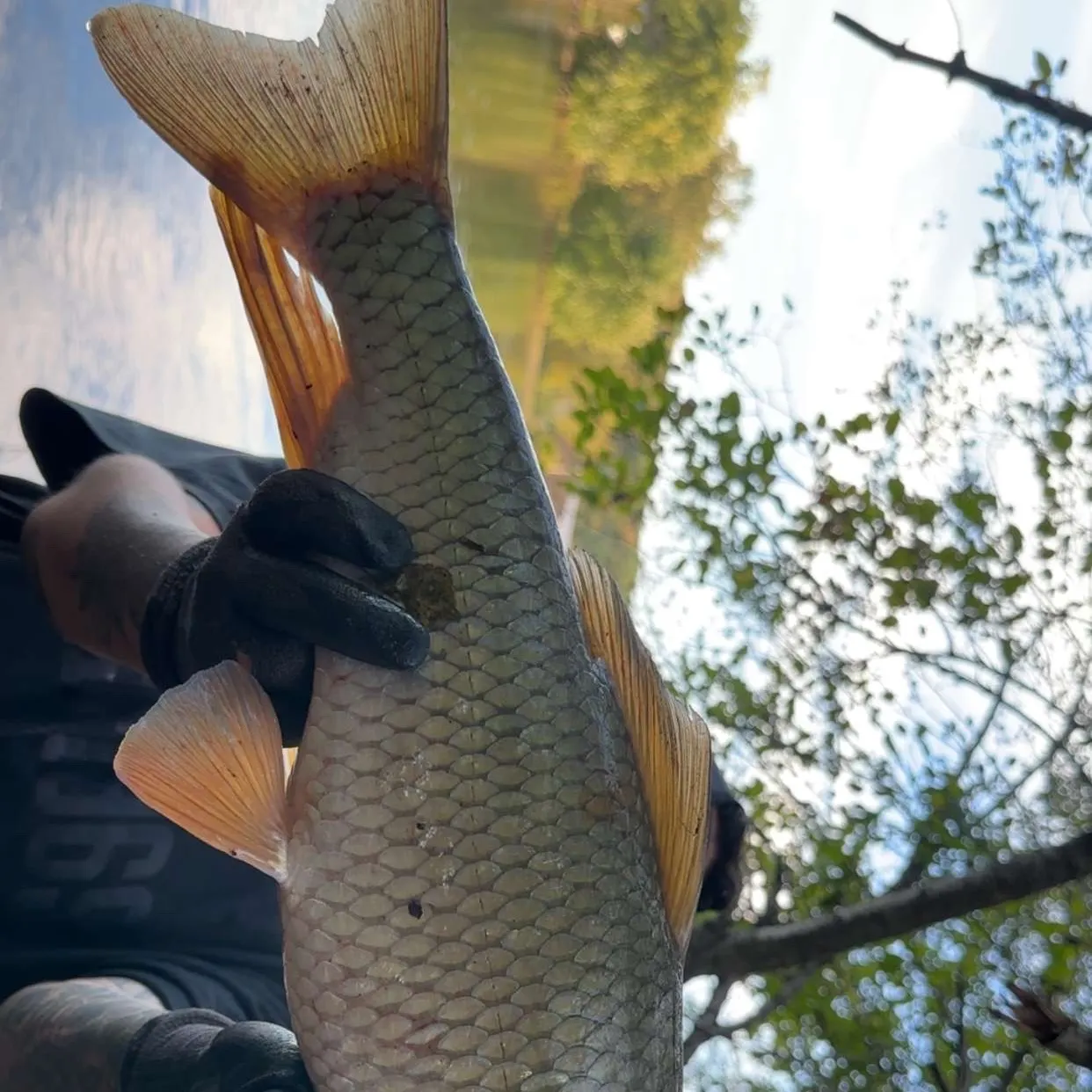 The most recent Silver redhorse catches on Fishbrain