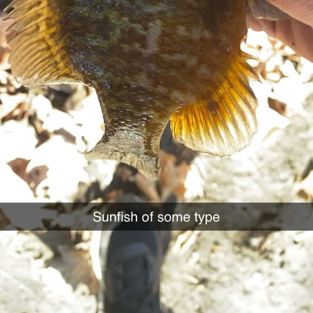 Wargill hybrid caught on Fishbrain