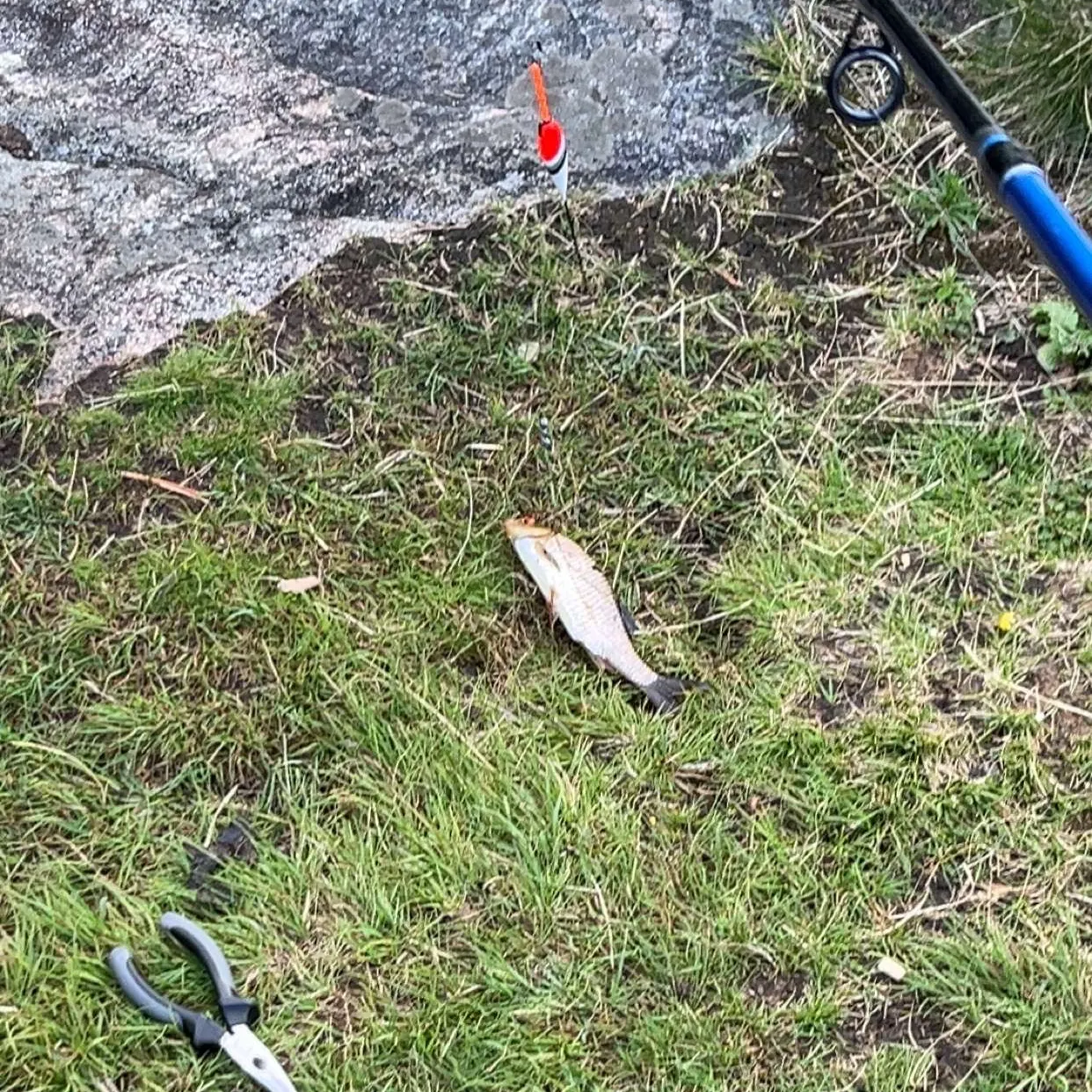 European perch caught on Fishbrain
