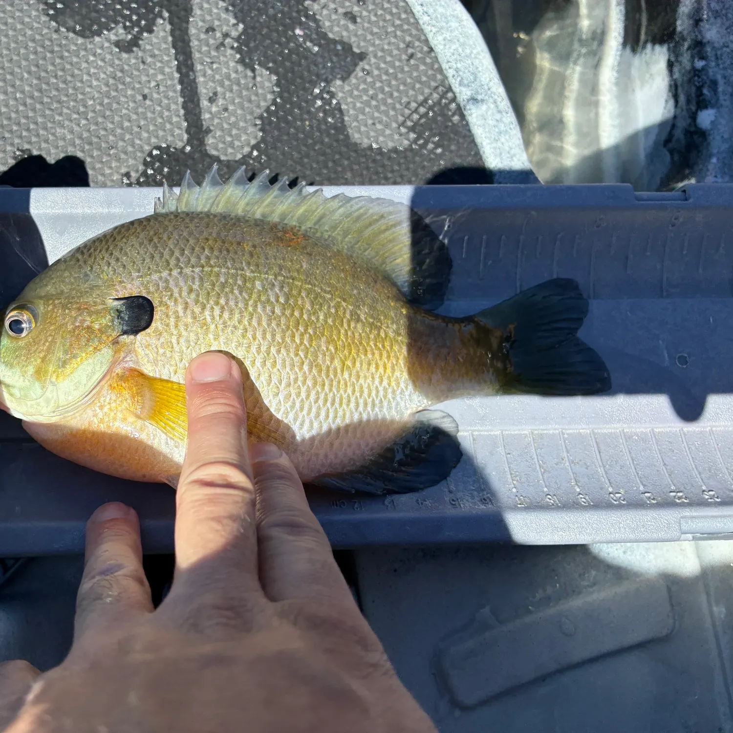 Bluegill caught on Fishbrain
