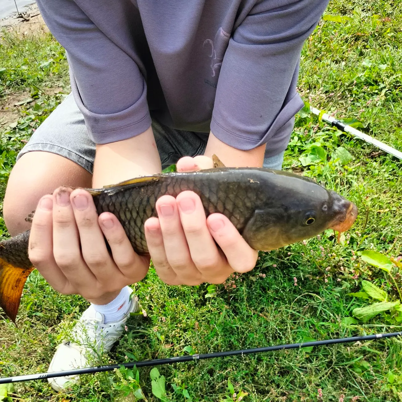 Common carp caught on Fishbrain