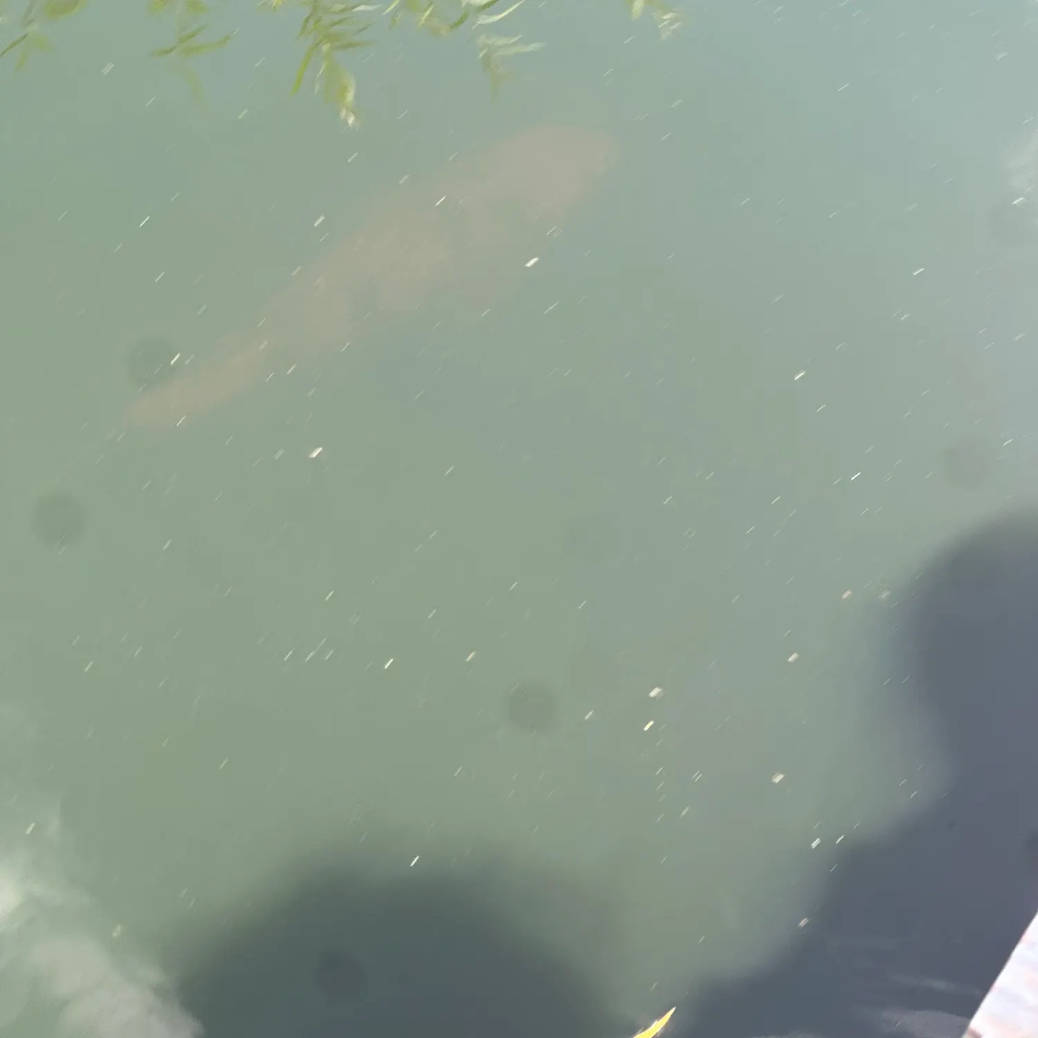 Fish caught on Fishbrain