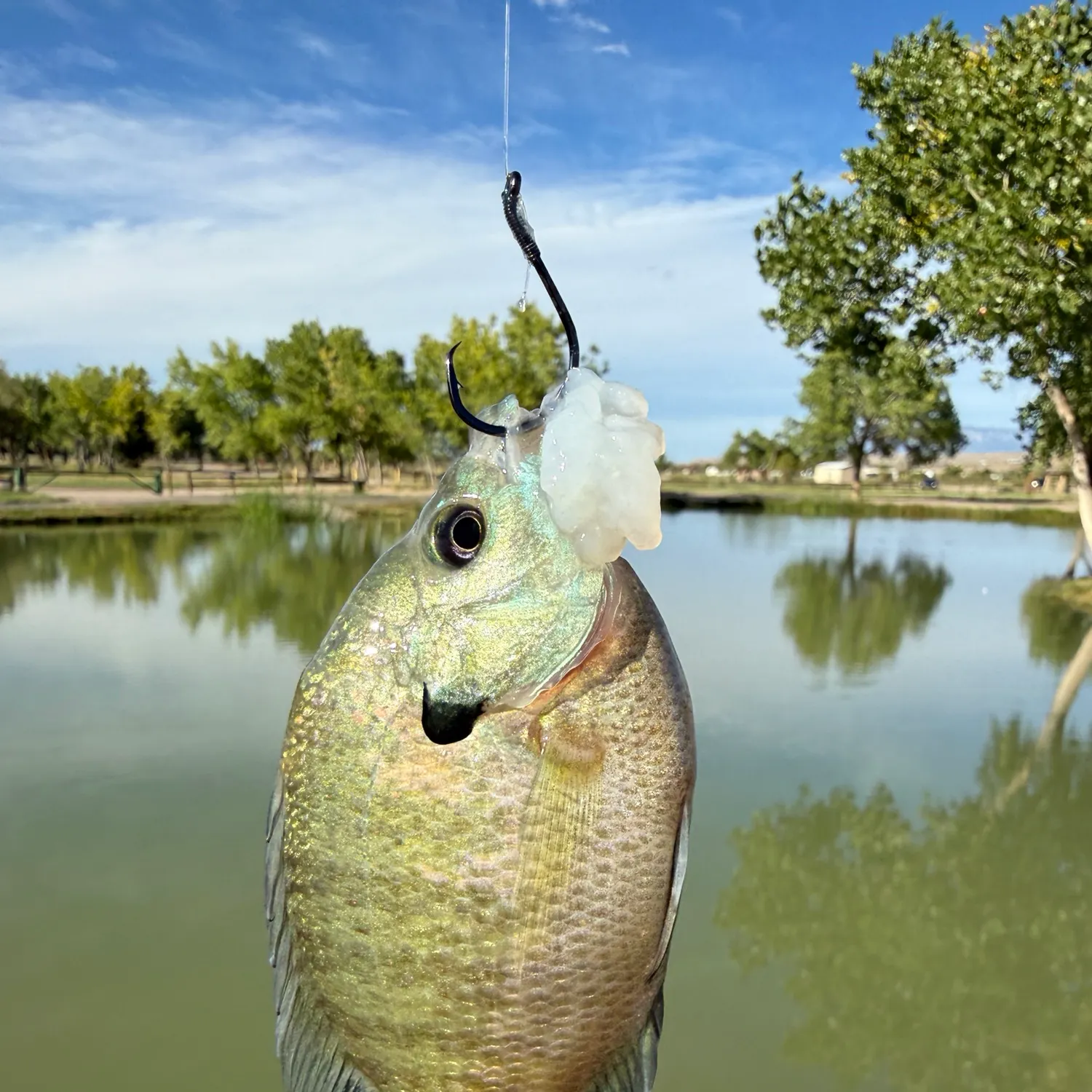 Bluegill caught on Fishbrain