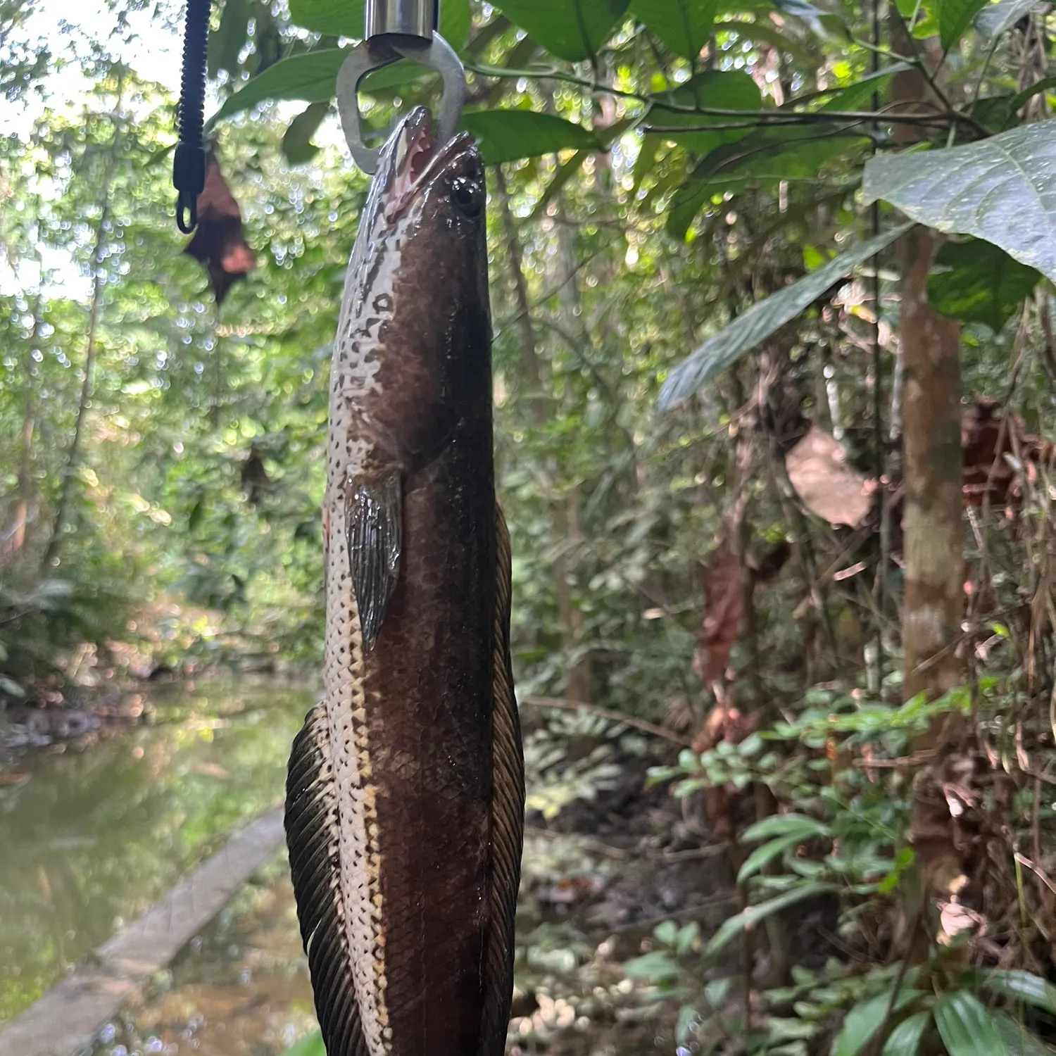 The most recent Striped snakehead catches on Fishbrain
