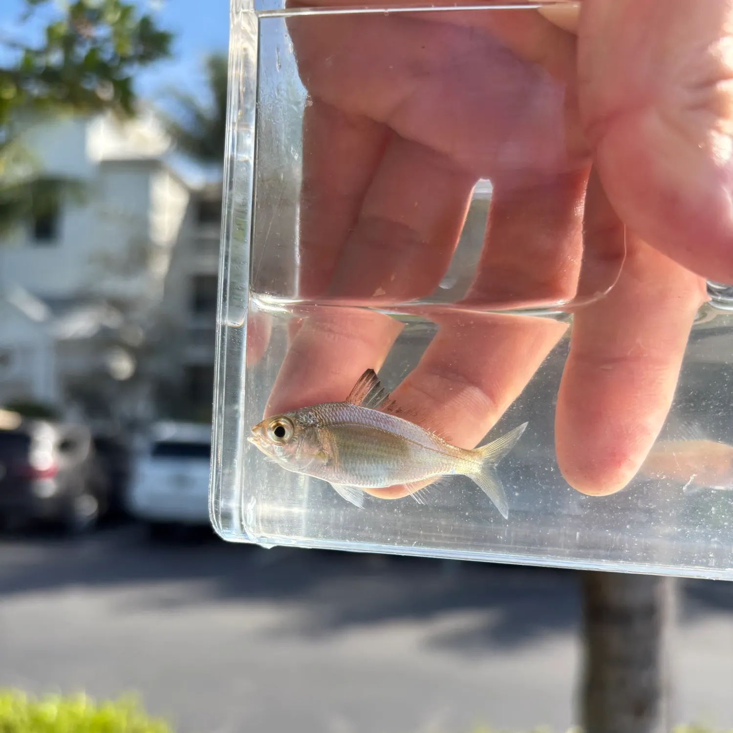 The most recent Tidewater mojarra catches on Fishbrain