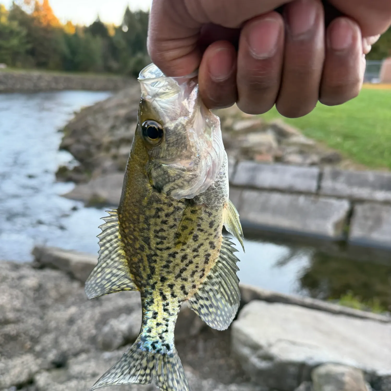Black crappie caught on Fishbrain